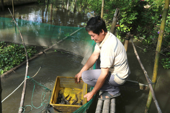Mô hình nuôi cá chạch lấu của ông Huỳnh Văn Ba, xã Đại Phước, huyện Càng Long. Ảnh: Thanh Hòa- TTXVN Nhân rộng mô hình nuôi cá chạch lấu trong bể xi măng ở Trà Vinh ảnh 2