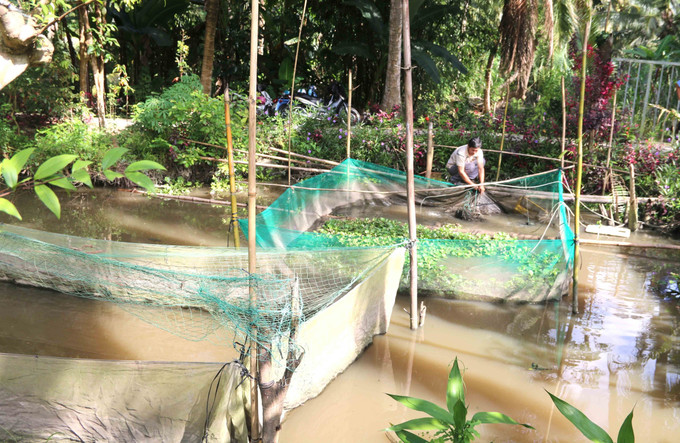 Mô hình nuôi cá chạch lấu của ông Huỳnh Văn Ba, xã Đại Phước, huyện Càng Long (Trà Vinh). Ảnh: Thanh Hòa- TTXVN Nhân rộng mô hình nuôi cá chạch lấu trong bể xi măng ở Trà Vinh ảnh 1