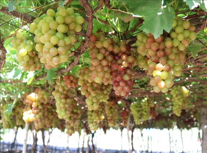 Do ảnh hưởng dịch COVID-19 khiến sản phẩm nho ở xã Vĩnh Hải, huyện Ninh Hải tiêu thụ rất chậm. Ảnh: Nguyễn Thành – TTXVN Nông sản chủ lực của Ninh Thuận gặp khó về đầu ra ảnh 2