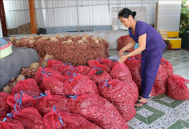Hơn 40 tấn hành tím của Hợp tác xã dịch vụ nông nghiệp thu mua nông sản Thanh Hải (xã Thanh Hải, huyện Ninh Hải) chưa tìm được nơi tiêu thụ phải chất đống. Ảnh: Nguyễn Thành – TTXVN Nông sản chủ lực của Ninh Thuận gặp khó về đầu ra ảnh 1