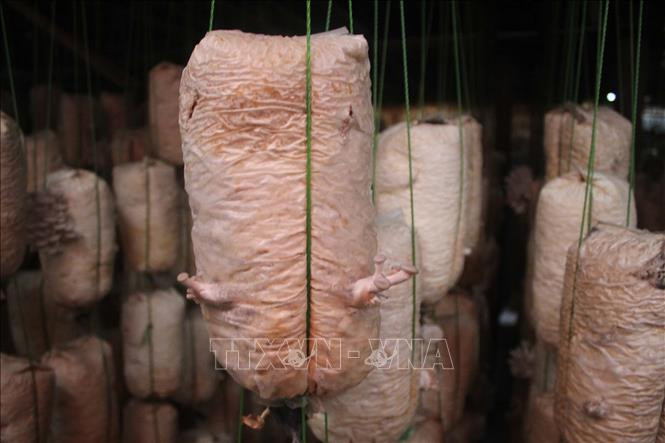 Trại nấm của anh Lê Văn Thành, xã Thọ Thế, huyện Triệu Sơn, tỉnh Thanh Hóa. Ảnh: Nguyễn Nam-TTXVN Mô hình trồng nấm an toàn cho hiệu quả kinh tế cao của anh Lê Văn Thành ảnh 2