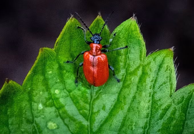 Thực vật có khả năng ngụy trang mùi hương để sinh tồn ảnh 1