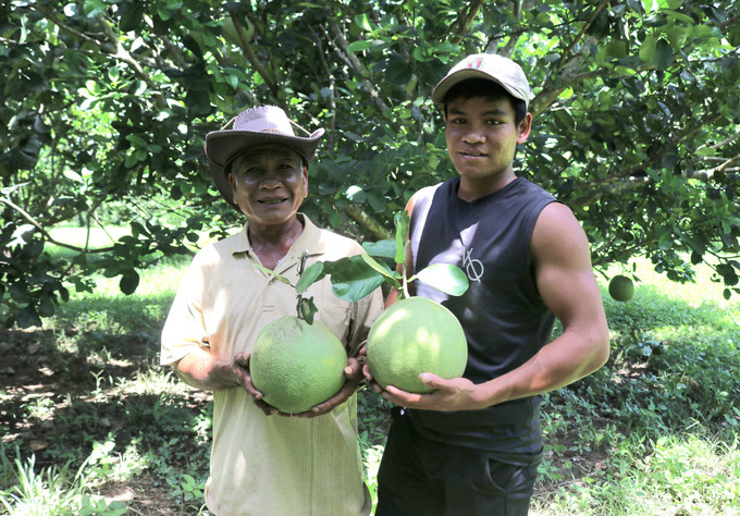 Ông Katơr Quỳnh, người có uy tín ở xã Phước Bình (Bác Ái, Ninh Thuận) vận động bà con ở địa phương chuyển đổi sang trồng cây bưởi da xanh để phát triển kinh tế. Ảnh: Nguyễn Thành – TTXVN Phát huy vai trò của người có uy tín trong cộng đồng ảnh 2