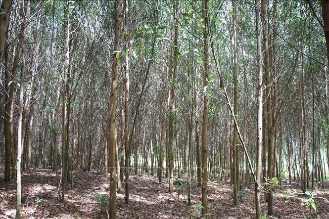 Cây keo lai phù hợp với vùng đất cằn cỗi, là cây trồng chủ lực mang lại hiệu quả kinh tế cao tại huyện nghèo M’Đrắk, tỉnh Đắk Lắk. Ảnh: Anh Dũng - TTXVN Hiệu quả từ trồng rừng sản xuất tại Đắk Lắk ảnh 2