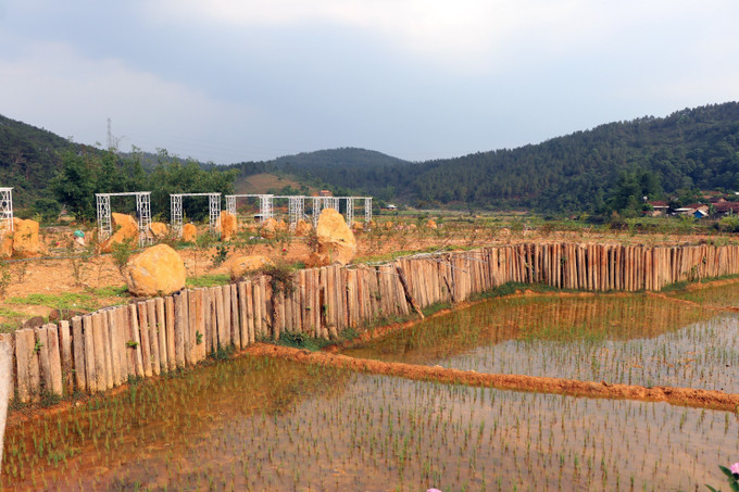 Huyện Kon Plông (tỉnh Kon Tum) quyết định xử phạt vi phạm hành chính đối với ông A Veo (làng Kon Pring, thị trấn Măng Đen) về việc hủy hoại đất khi thực hiện san lấp gần 2.400m2 diện tích ruộng lúa nước để làm điểm trồng hoa, du lịch khi chưa được phép. Ảnh: Cao Nguyên - TTXVN Chấn chỉnh tình trạng vi phạm về đất đai ở Kon Plông ảnh 1