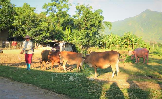 Hội viên Đặng Thị Pham tại xã Phúc Than, (Than Uyên, Lai Châu) nuôi 10 con trâu, bò, 3 ao cá và 1 ha chè, mỗi năm cho thu nhập gần 100 triệu đồng. Ảnh: Đinh Thùy - TTXVN Phụ nữ vùng biên Lai Châu giúp nhau phát triển kinh tế ảnh 3