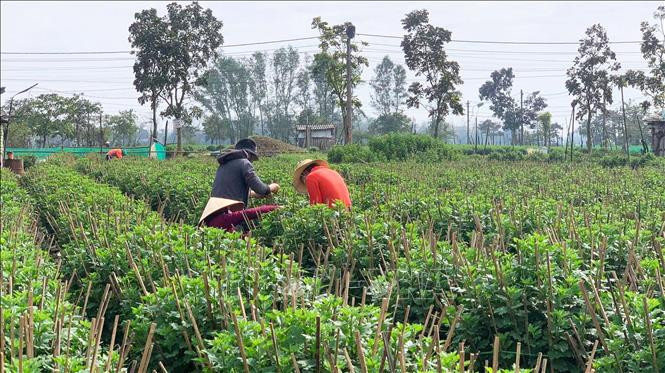 Bà con nông dân tích cực chăm sóc hoa. Ảnh: Tường Vi - TTXVN Các làng hoa vùng lũ ở Thừa Thiên – Huế nhộn nhịp chuẩn bị sản phẩm cho vụ Tết ảnh 2