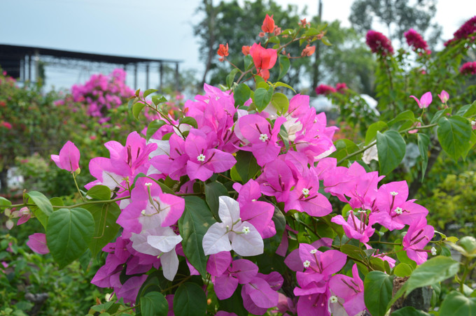 Vườn hoa giấy của anh Võ Thành Hiệp ở ấp Tân Thuận A. Ảnh: Nhựt An - TTXVN Đồng Tháp công nhận Làng nghề hoa giấy ấp Tân Thuận A - Tân Thuận B ảnh 5