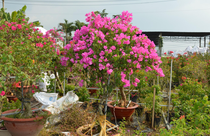 Vườn hoa giấy của anh Võ Thành Hiệp ở ấp Tân Thuận A. Ảnh: Nhựt An - TTXVN Đồng Tháp công nhận Làng nghề hoa giấy ấp Tân Thuận A - Tân Thuận B ảnh 3