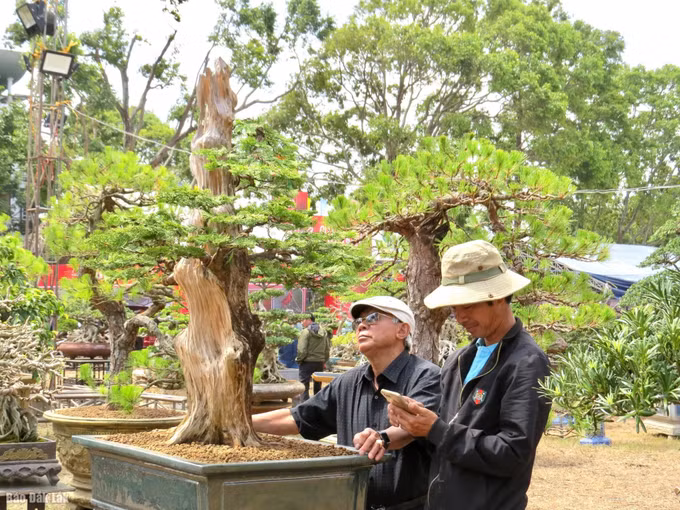 Lễ hội Cà phê Buôn Ma Thuột: Hơn 6.000 tác phẩm trưng bày tại Triển lãm sinh vật cảnh tỉnh Đắk Lắk ảnh 2
