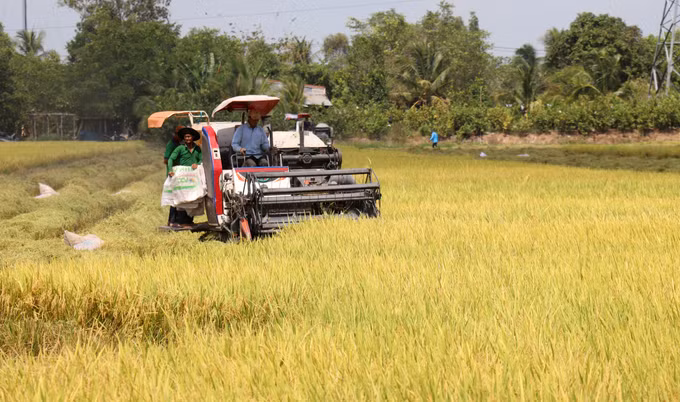 Kiên Giang chuyển đổi hơn 4.480 ha cây trồng trên đất lúa kém hiệu quả ảnh 1