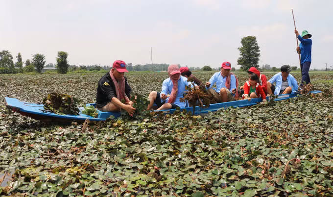 Du lịch sinh thái miệt vườn ở vùng đất “Chín rồng” (Bài 1) ảnh 2