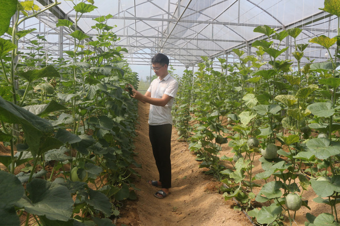 Vườn dưa lưới theo tiêu chuẩn VietGap của Hợp tác xã Phú Thịnh, huyện Hưng Nguyên (Nghệ An). Ảnh: Bích Huệ - TTXVN Ứng dụng lưu trữ hồ sơ và áp dụng lịch canh tác trong sản xuất nông nghiệp ở Nghệ An ảnh 3