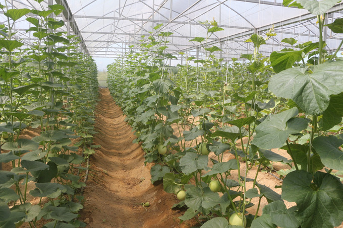 Vườn dưa lưới theo tiêu chuẩn VietGap của Hợp tác xã Phú Thịnh, huyện Hưng Nguyên (Nghệ An). Ảnh: Bích Huệ - TTXVN Ứng dụng lưu trữ hồ sơ và áp dụng lịch canh tác trong sản xuất nông nghiệp ở Nghệ An ảnh 2