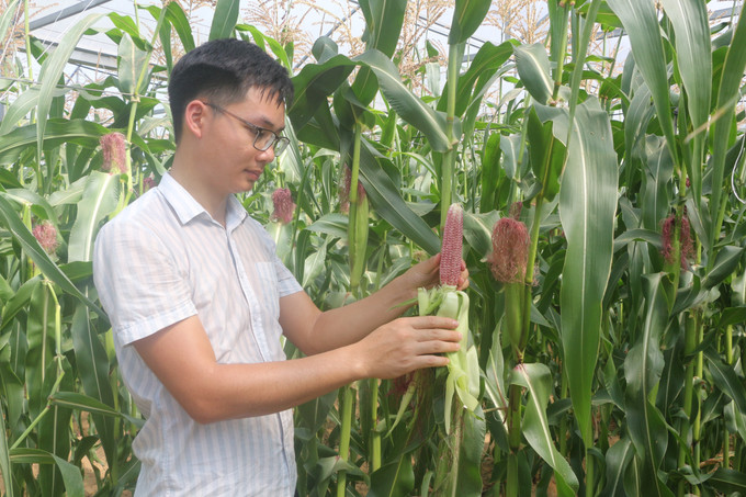Kiểm tra sinh trưởng cây ngô tại Hợp tác xã Phú Thịnh, huyện Hưng Nguyên (Nghệ An). Ảnh: Bích Huệ - TTXVN Ứng dụng lưu trữ hồ sơ và áp dụng lịch canh tác trong sản xuất nông nghiệp ở Nghệ An ảnh 1