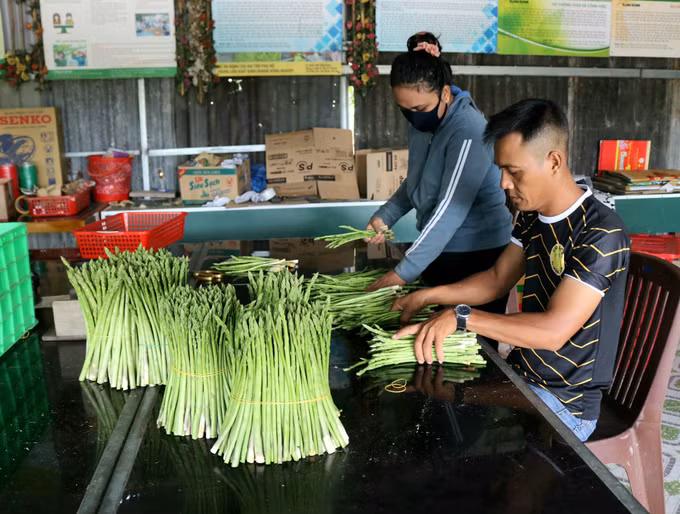Hiệu quả từ những mô hình liên kết tiêu thụ nông sản tại Ninh Thuận ảnh 3