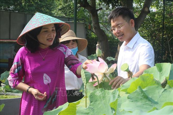 Các diện tích trồng sen được quy hoạch vùng nguyên liệu tạo cảnh quan thu hút du khách trải nghiệm cho du khách. Ảnh: Bích Huệ - TTXVN Phát triển cây sen gắn với du lịch ở xã Kim Liên ảnh 3