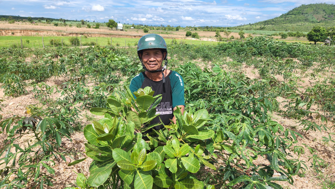 Người dân 4 làng căn cứ cách mạng xã Chư A Thai, huyện Phú Thiện (Gia Lai) trồng trọt, lao động sản xuất ổn định ở nơi định cư mới. Ảnh: Hồng Điệp - TTXVN Gia Lai: Nhiều chính sách giúp đồng bào dân tộc thiểu số ổn định cuộc sống ảnh 1