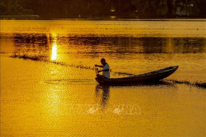Giăng bắt cá trên những cánh đồng ngập nước. Ảnh: Duy Khương - TTXVN Hậu Giang mùa nước nổi ảnh 3