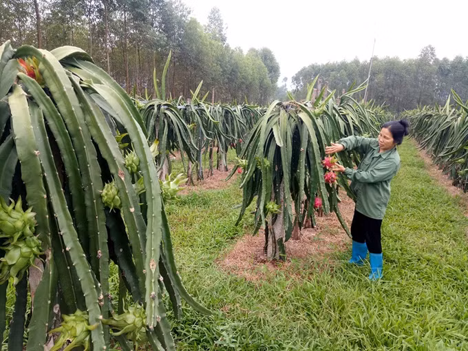 Vị ngọt thanh long ruột đỏ trên đất gò đồi ảnh 1