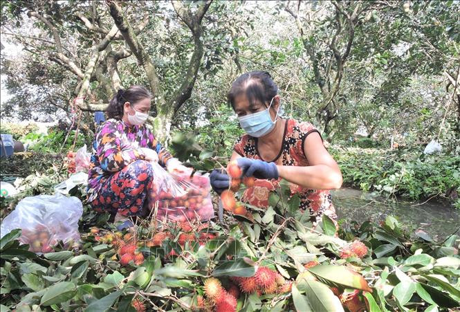 Người dân xã Bình Hòa Phước, huyện Long Hồ, tỉnh Vĩnh Long thu hoạch chôm chôm. Ảnh: Lê Thúy Hằng - TTXVN Nông dân trồng chôm chôm tại Vĩnh Long vượt "khó khăn kép" ảnh 1