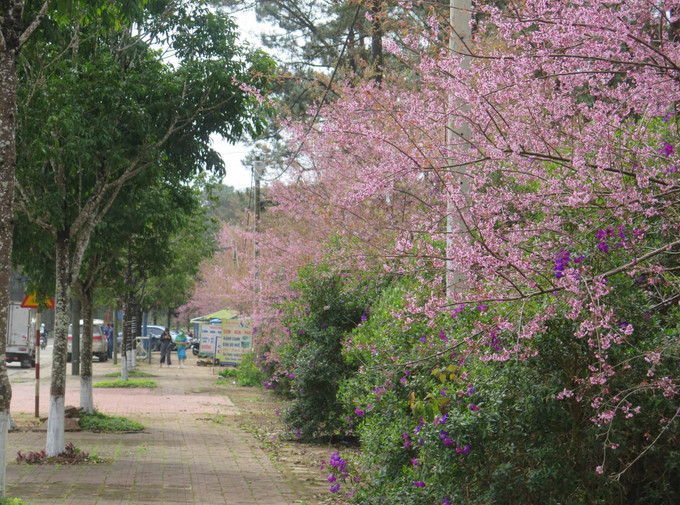 Những con đường “phủ” đầy Mai anh đào tại thị trấn Măng Đen. Ảnh: Dư Toán – TTXVN. Mai anh đào Măng Đen khoe sắc dịp Tết Nguyên đán 2023 ảnh 6