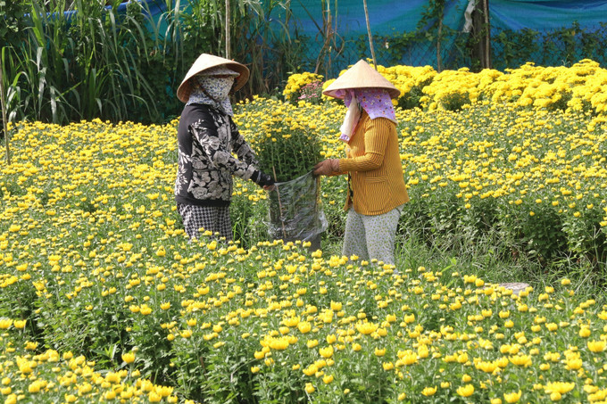 Nông dân làng hoa Tân Mỹ Chánh chuẩn bị đưa hàng ra chợ. Ảnh: Minh Trí - TTXVN Nghề trồng hoa Tết truyền thống thành phố Mỹ Tho khởi sắc ảnh 2