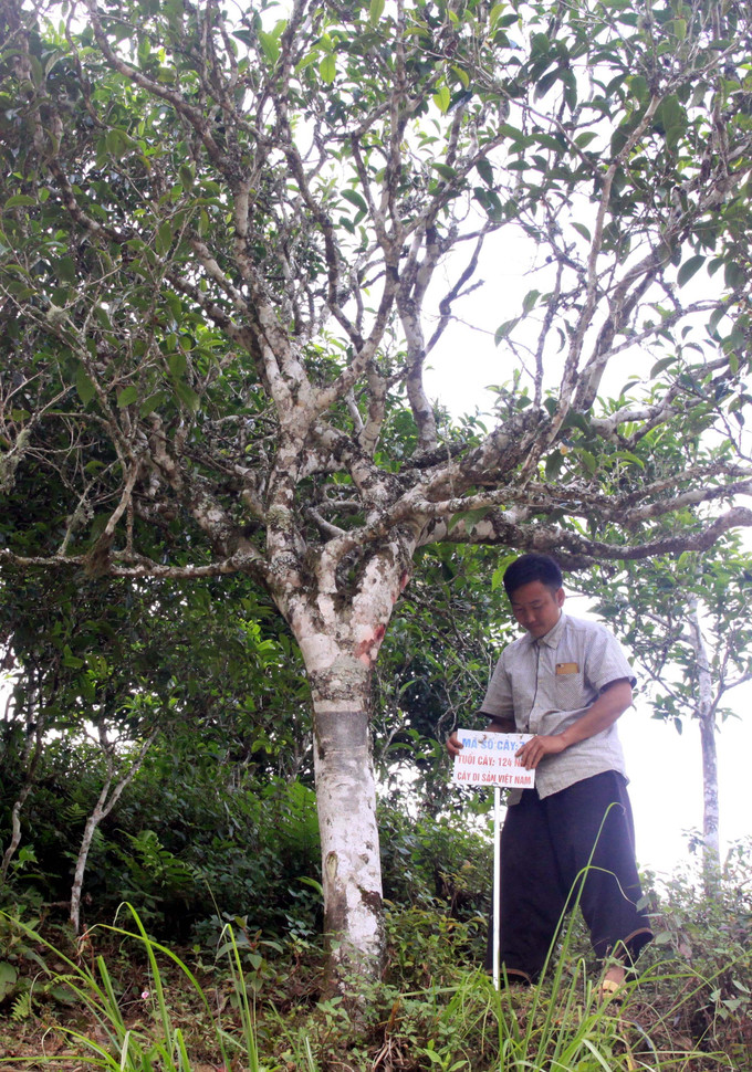 Đặt biển đánh dấu mã số cây chè Shan tuyết tại bản Bẹ, xã Tà Xùa, huyện Bắc Yên (Sơn La) được vinh danh cây di sản Việt Nam. Ảnh: Quang Quyết-TTXVN Phát triển thương hiệu chè Shan tuyết Tà Xùa ảnh 5