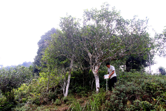 Đặt biển đánh dấu mã số cây chè Shan tuyết tại bản Bẹ, xã Tà Xùa, huyện Bắc Yên (Sơn La) được vinh danh cây di sản Việt Nam. Ảnh: Quang Quyết-TTXVN Phát triển thương hiệu chè Shan tuyết Tà Xùa ảnh 6