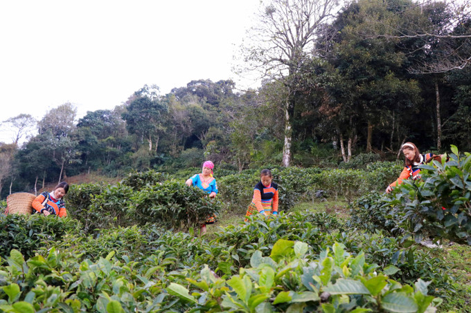 Người dân ở xã Tà Xùa thu hái chè. Ảnh: Hữu Quyết – TTXVN Phát triển thương hiệu chè Shan tuyết Tà Xùa ảnh 1