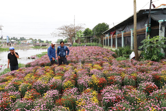 Thương lái đã đến đặt cọc trước để mua hoa Tết. Ảnh: Hữu Chí - TTXVN Nghề trồng hoa Tết truyền thống thành phố Mỹ Tho khởi sắc ảnh 3