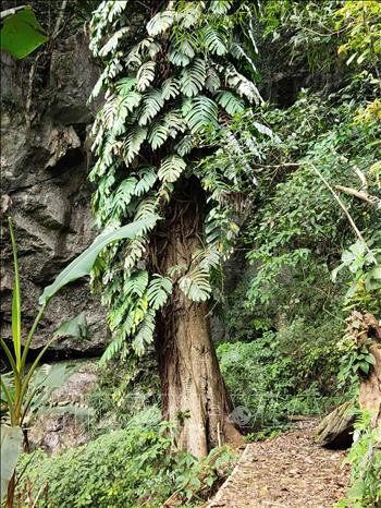 Với lối sống gần gũi thiên nhiên, bảo vệ môi trường, người dân xóm Hoài Khao vẫn giữ được những cây cổ thụ hàng trăm năm tuổi tỏa bóng mát lịm. Ảnh: Quốc Đạt - TTXVN Xóm Hoài Khao – nơi bảo tồn môi trường sinh thái, văn hóa cổ truyền của người Dao Tiền ở Cao Bằng ảnh 7