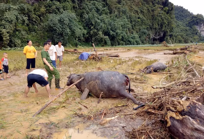 Mưa lớn gây nhiều thiệt hại tại huyện vùng cao Lâm Bình, Tuyên Quang ảnh 4