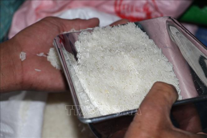 Sản phẩm gạo sạch của huyện Vị Thủy. Ảnh: Hồng Thái - TTXVN Tiềm năng gạo sạch Vị Thủy ảnh 2