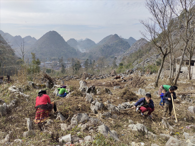 Bà con người Mông canh tác nông nghiệp trên Cao nguyên đá (Hà Giang). Ảnh: baodantoc.vn Kỳ họp thứ 5, Quốc hội khóa XV: Khắc phục tình trạng thiếu đất ở, đất canh tác cho đồng bào dân tộc thiểu số ảnh 3