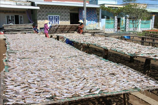 Các hộ sản xuất cá khô ở làng nghề truyền thống chế biến cá khô Bình Thắng, huyện Bình Đại, tỉnh Bến Tre. Ảnh: Công Trí-TTXVN Chế biến cá khô tại Bến Tre nhộn nhịp vào vụ Tết ảnh 2