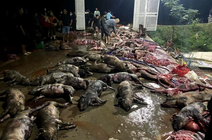 Vụ hỏa hoạn khiến hàng nghìn con lợn chết cháy. Ảnh: TTXVN phát Nghệ An điều tra nguyên nhân vụ hỏa hoạn khiến hàng nghìn con lợn chết ảnh 1