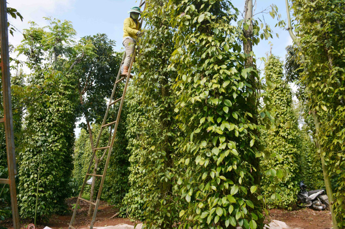 Trong canh tác, nông dân dùng trụ sống cho cây hồ tiêu leo, do đó có nhiều trụ tiêu cao tới 5 - 7m, phải dùng thang sắt cao để hái. Ảnh: Hoài Thu – TTXVN Cảnh báo rủi ro khi thu hái hồ tiêu ảnh 3