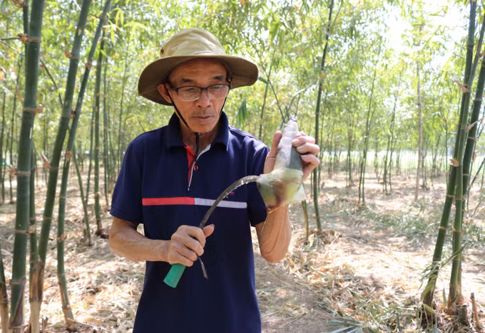 Ninh Thuận: Hướng đi mới trồng tre tứ quý tại huyện Ninh Sơn ảnh 3