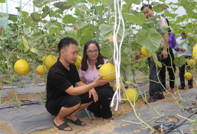 Anh Đàm Văn Quý tại xóm Cốc Chủ, xã Ngọc Đào (Hà Quảng, Cao Bằng) phát triển mô hình trồng dưa lưới từ nguồn vốn hỗ trợ tạo việc làm, duy trì và mở rộng việc làm. Ảnh: Chu Hiệu - TTXVN Hiệu quả các chương trình tín dụng chính sách xã hội tại Cao Bằng ảnh 3
