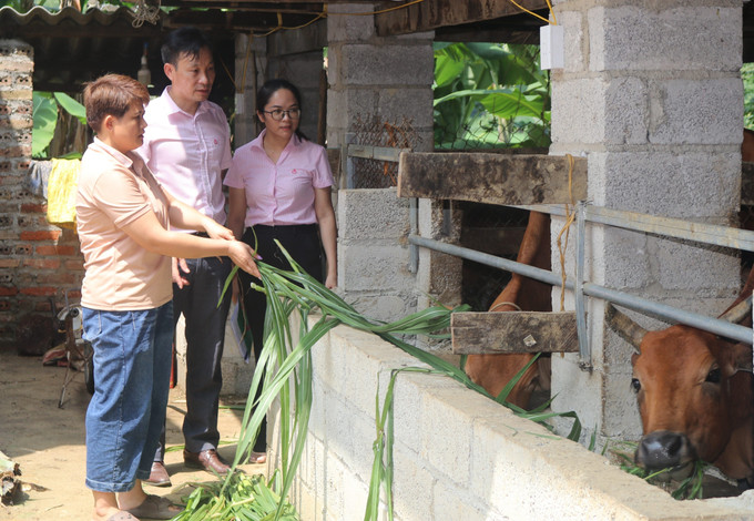 Chị Phan Thị Xoan tại xóm Luống Nọi, xã Ngọc Đào (Hà Quảng, Cao Bằng) phát triển chăn nuôi bò từ nguồn vốn hỗ trợ tạo việc làm, duy trì và mở rộng việc làm. Ảnh: Chu Hiệu - TTXVN Hiệu quả các chương trình tín dụng chính sách xã hội tại Cao Bằng ảnh 2