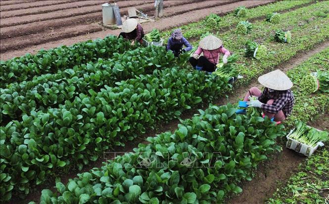 Nông dân xã Văn Đức thu hoạch rau ăn lá phục vụ thị trường. Ảnh: Vũ Sinh - TTXVN Hà Nội rau xanh được mùa, nông dân có lãi ảnh 3