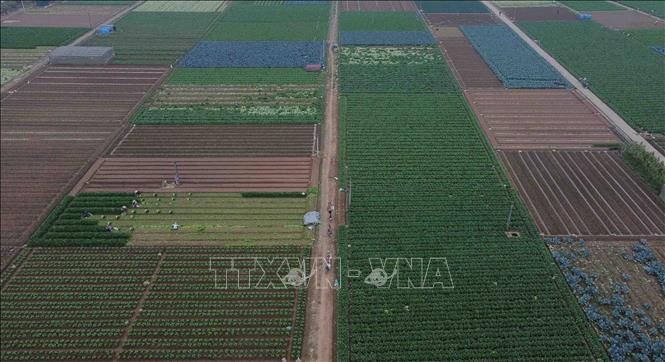 Vùng trồng rau an toàn của xã Văn Đức, huyện Gia Lâm nhìn từ trên cao. Ảnh: Vũ Sinh - TTXVN Hà Nội rau xanh được mùa, nông dân có lãi ảnh 1