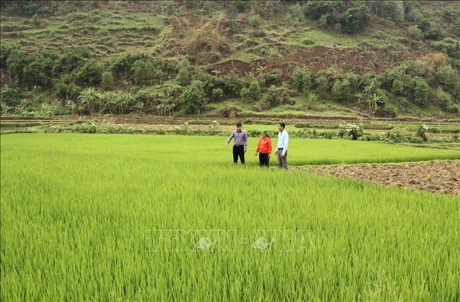 Cán bộ xã Ngọc Chiến, huyện Mường La, tỉnh Sơn La, hướng dẫn người dân cách chăm sóc lúa nếp tan địa phương. Ảnh: Nguyễn Cường - TTXVN Nâng tầm thương hiệu gạo nếp tan Ngọc Chiến ảnh 2