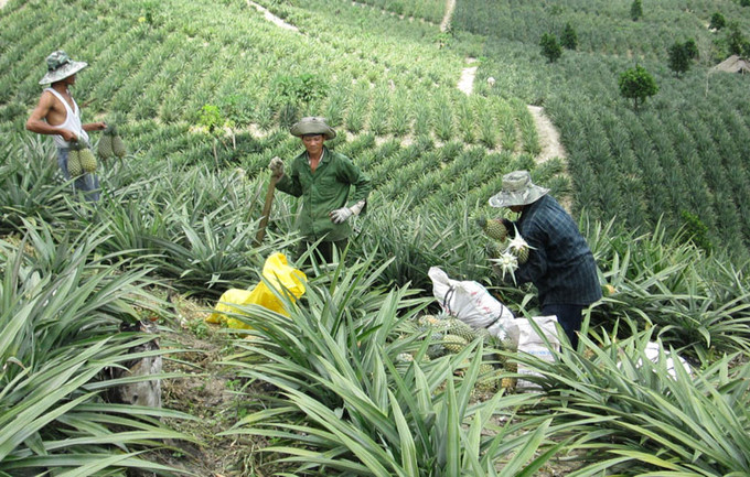 Mô hình trồng khóm (dứa) ở xã Hòa Quang Nam, huyện Phú Hòa giúp người dân nâng cao thu nhập, ổn định đời sống. Ảnh: baophuyen.com.vn Phú Yên đạt được mục tiêu giảm nghèo ảnh 1