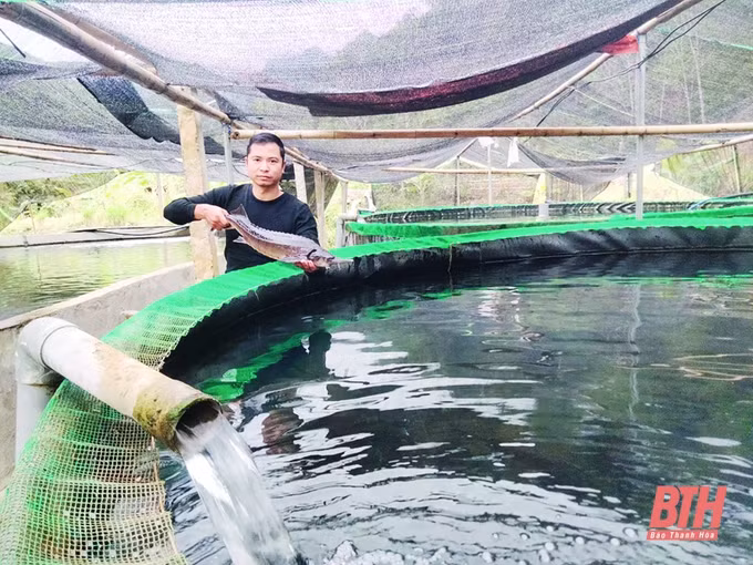 Anh Phạm Ngọc Thanh thu nhập tiền tỷ từ mô hình nuôi cá tầm ảnh 1