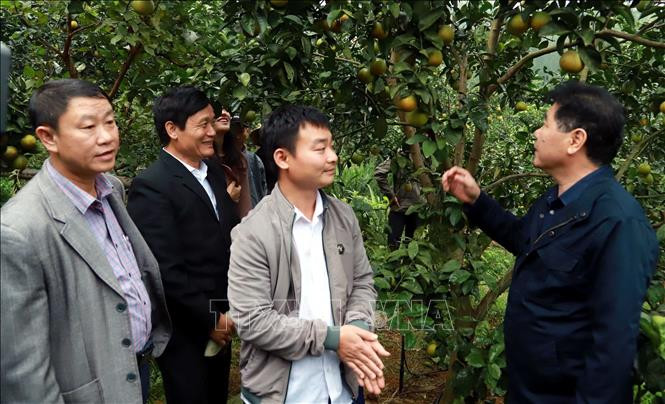 Các đại biểu tham quan mô hình cam xã Thượng Lộc (Can Lộc). Ảnh: Công Tường-TTXVN Ứng dụng truy xuất nguồn gốc với sản phẩm cam ở Bắc Trung Bộ ảnh 2