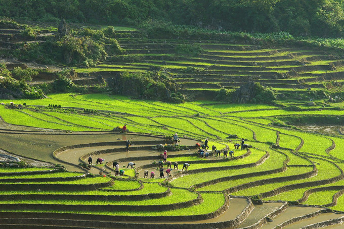 Sắc màu ruộng mạ xanh xen kẽ ruộng mới cày bừa trắng nước chờ cấy lúa trông đẹp như tranh. Ảnh: Quốc Khánh - TTXVN Ngây ngất ruộng bậc thang Sa Pa mùa nước đổ ảnh 5