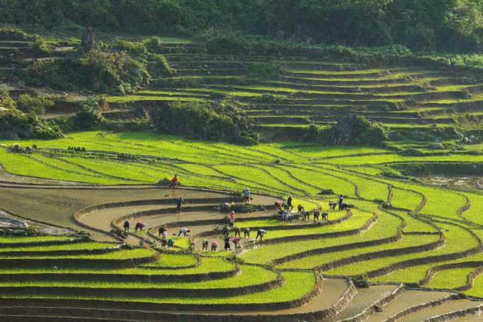 Ngây ngất ruộng bậc thang Sa Pa mùa nước đổ ảnh 5