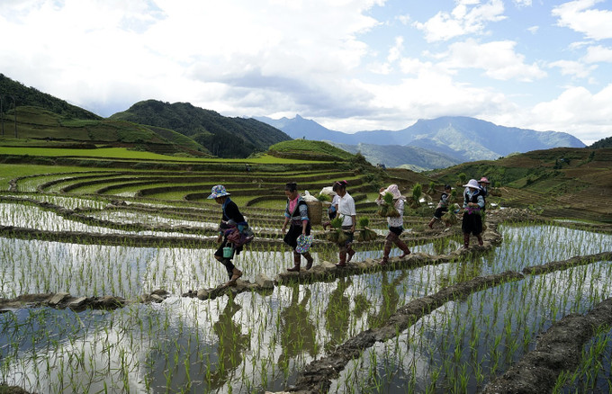 Bà con các dân tộc vùng cao thị xã Sa Pa tranh thủ mùa nước để gieo cấy cho kịp thời vụ. Ảnh: Quốc Khánh - TTXVN Ngây ngất ruộng bậc thang Sa Pa mùa nước đổ ảnh 2